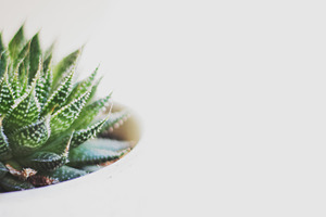 Minimalist Potted Succulent on White, a Nature Photo by René Jordaan Photography