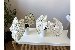 Caladium “Strawberry Star”. This, a Nature Photo by Nadzin
