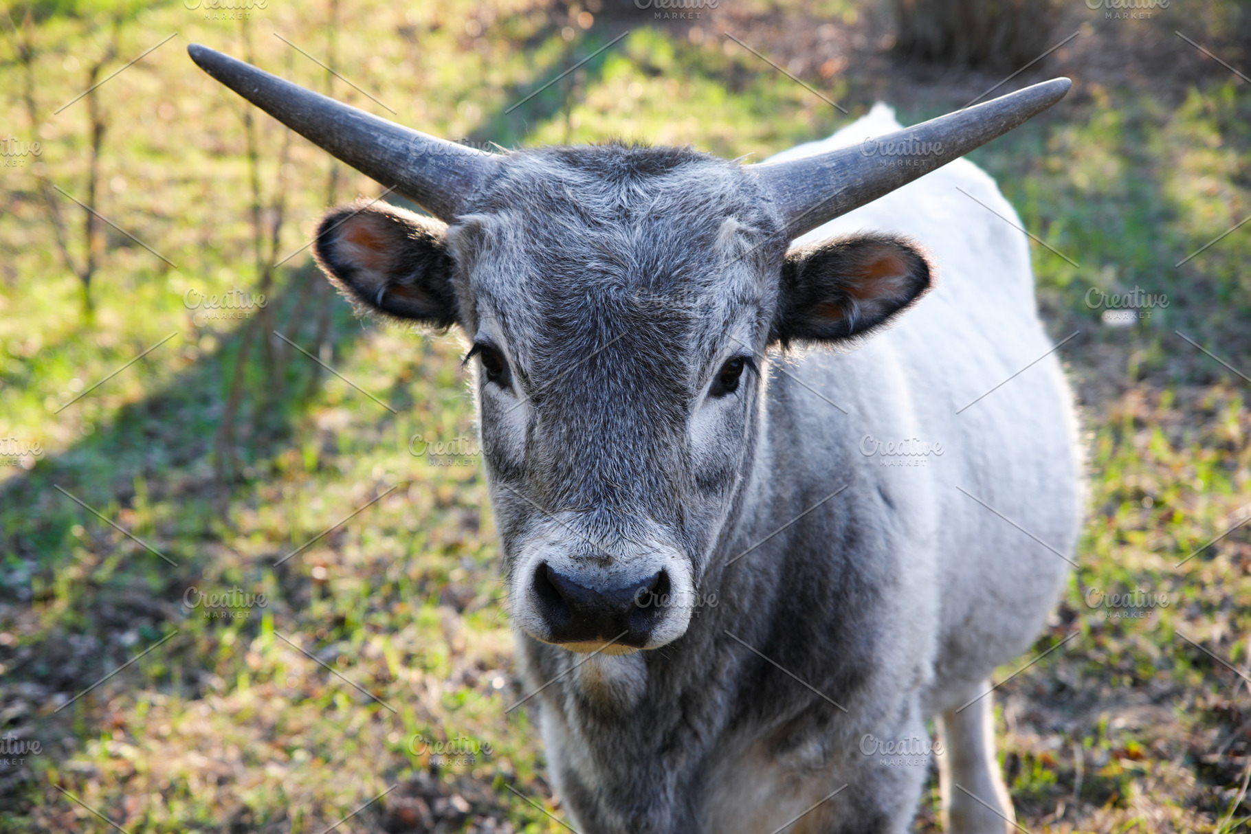 Young gray bull with prominent horns standing in a grassy field,, an Animal Photo by Ales Munt