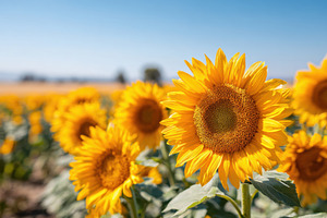 Vibrant sunflowers in a sunny field, a Nature Photo by AlyaAnd