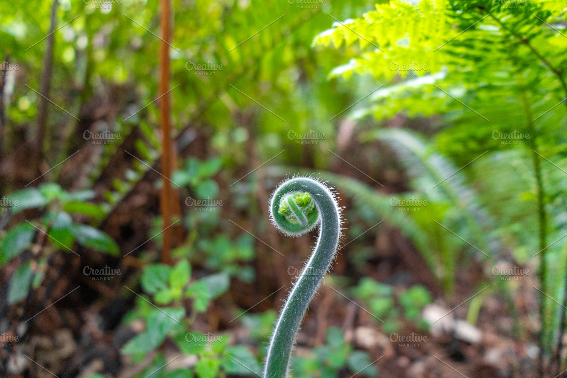 Young curled fern frond growing in a lush green forest environme, a Nature Photo by GoodGoods