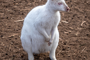 Albino white wallaby standing on dirt ground in Kangaroo Island,, an Animal Photo by GoodGoods
