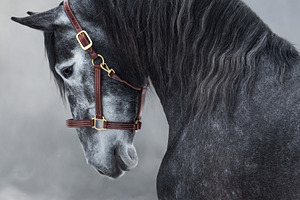 Portrait of gray Andalusian horse