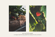 Garden Sunset | Photo Bundle, a Nature Photo by The Responsible Creatives (Thumbnail 5 of 11)