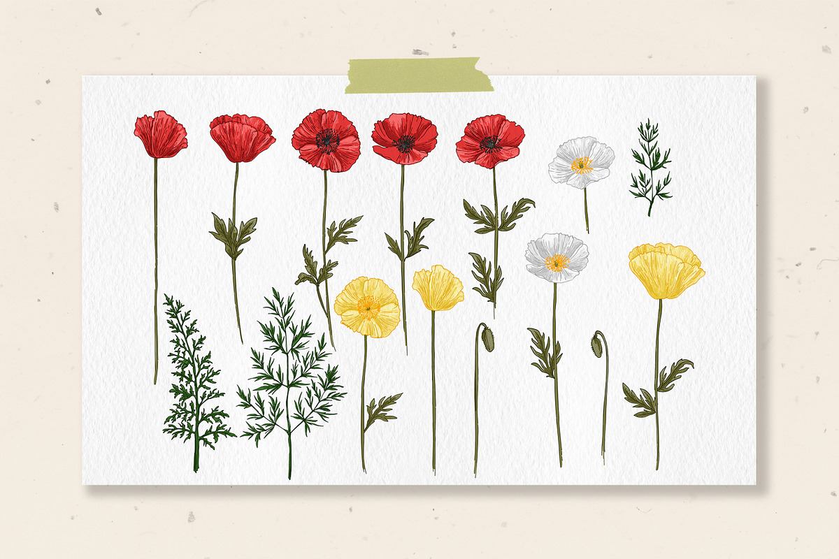 Wild herbs. Wildflowers in summer, a Decorative Illustration by irina.vaneeva (Photo 7 of 8)