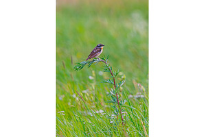 Whinchat - Saxicola rubetra posing, an Animal Photo by Lukas Jonaitis SHOP