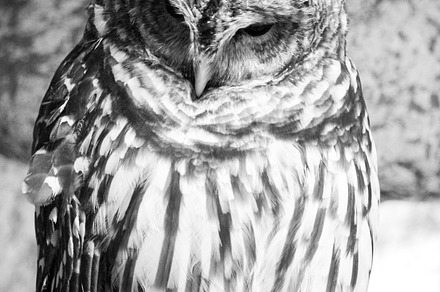 Black and White Owl Photograph
