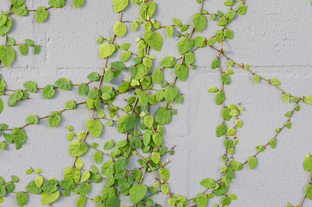 Vines featuring plants, green, and ivy