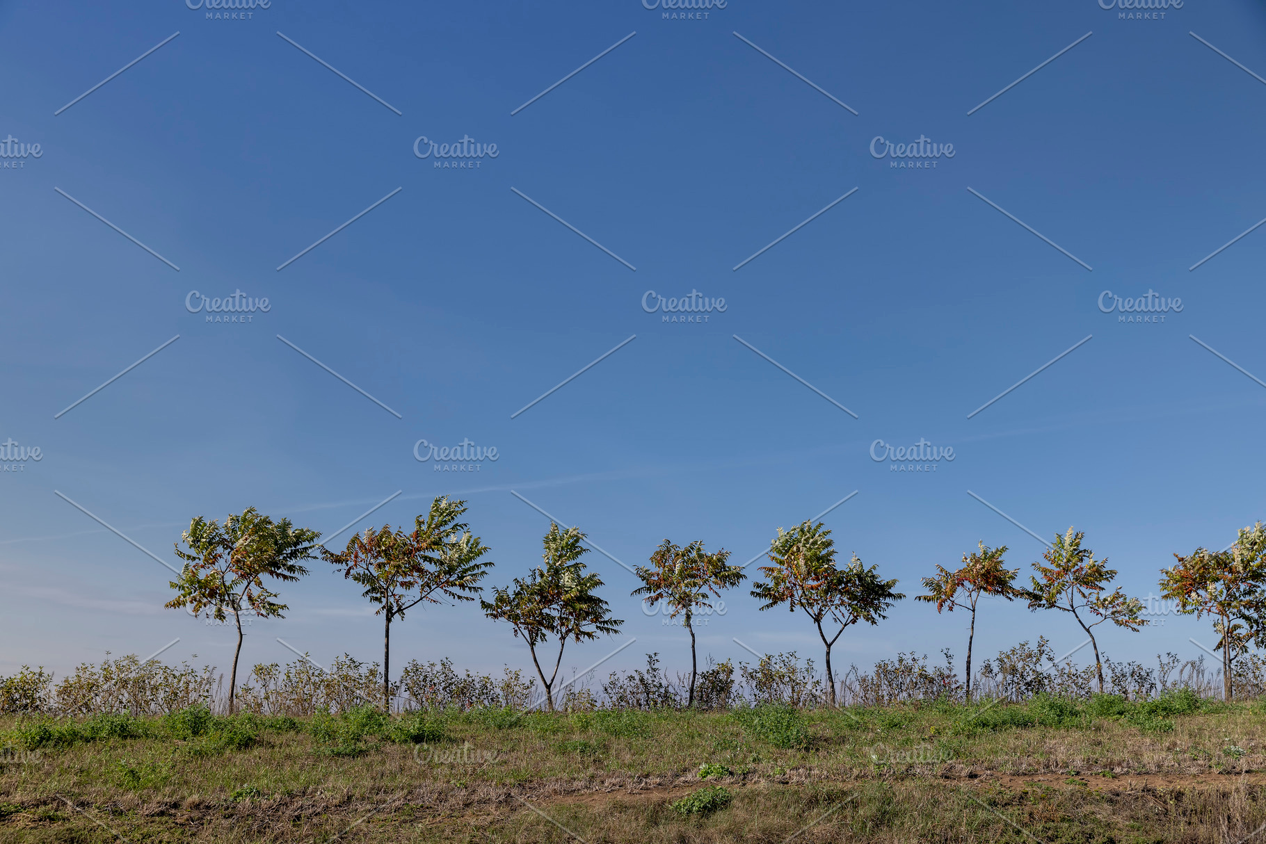 a row of sumac trees to fence the field and divide it into sections, a Photo by rsoollAI
