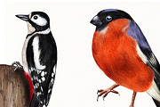 Watercolor Birds and their Nests PNG, an Illustration by svetodesign (Thumbnail 4 of 4)