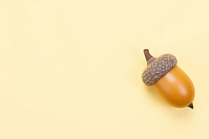 Single acorn with cap on a soft yell, a Food & Drink Photo by Artonix