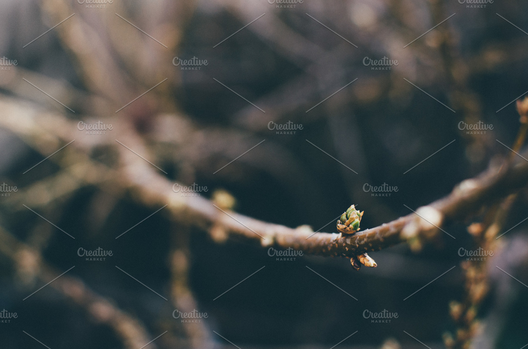 forsythia buds, a Nature Photo by Lilly Lane Market