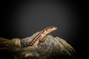 Southern Bar-sided Skink, an Animal Photo by Rob D Animal Photography