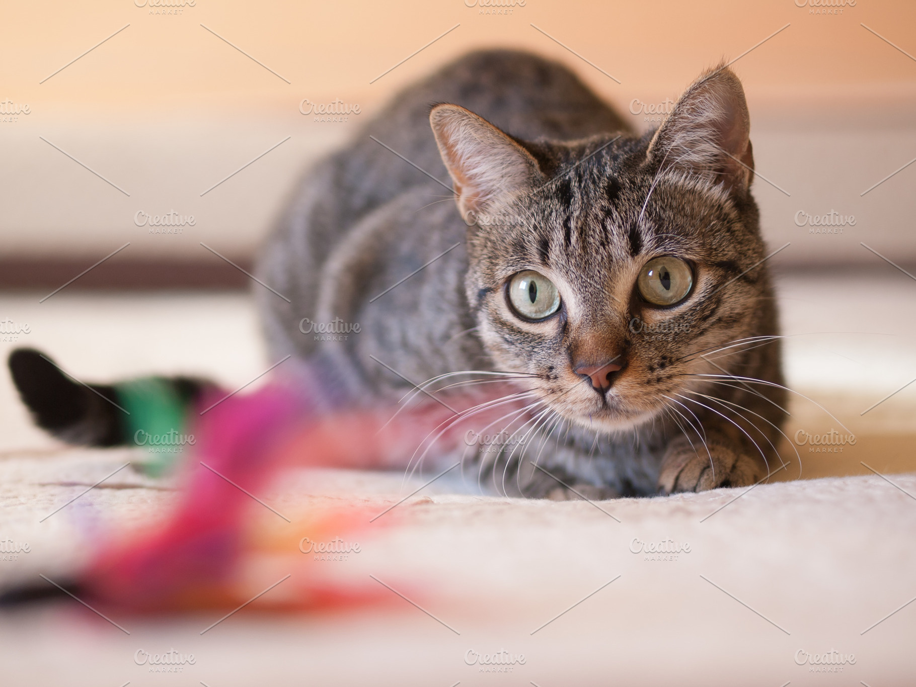 Cat stalking his feather toy containing cat, stalking, and animal, an Animal Photo by Photoweb00