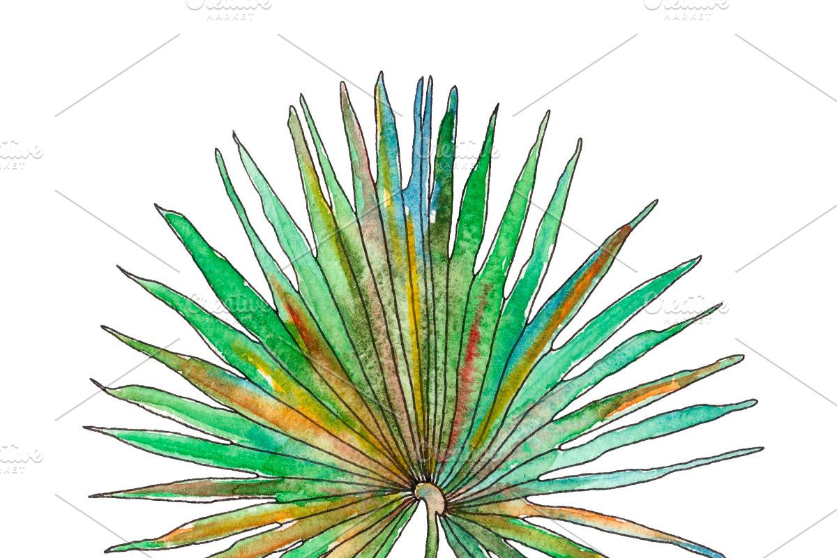 Watercolor palm leaves clipart, an Illustration by Watercolor_Vector Graphic (Photo 14 of 15)