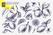 Vintage Lemon Engraving Collection, a Food Illustration by NATASHA CHU (Thumbnail 2 of 14)