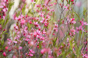 Pink flowers of Dwarf Russian Almond, an Animal Photo by Pakosta