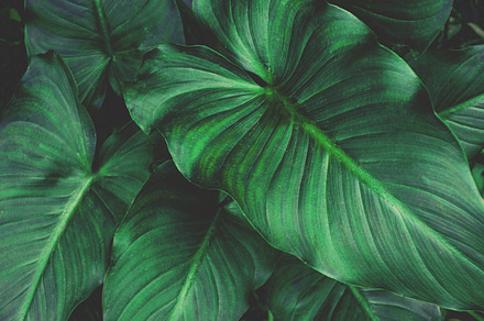 Large tropical leaves containing large tropical leaves, big leaves, and