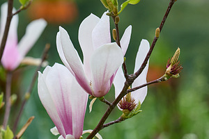 Branches of blooming magnolia with white and pink petals, a Nature Photo by ndanko