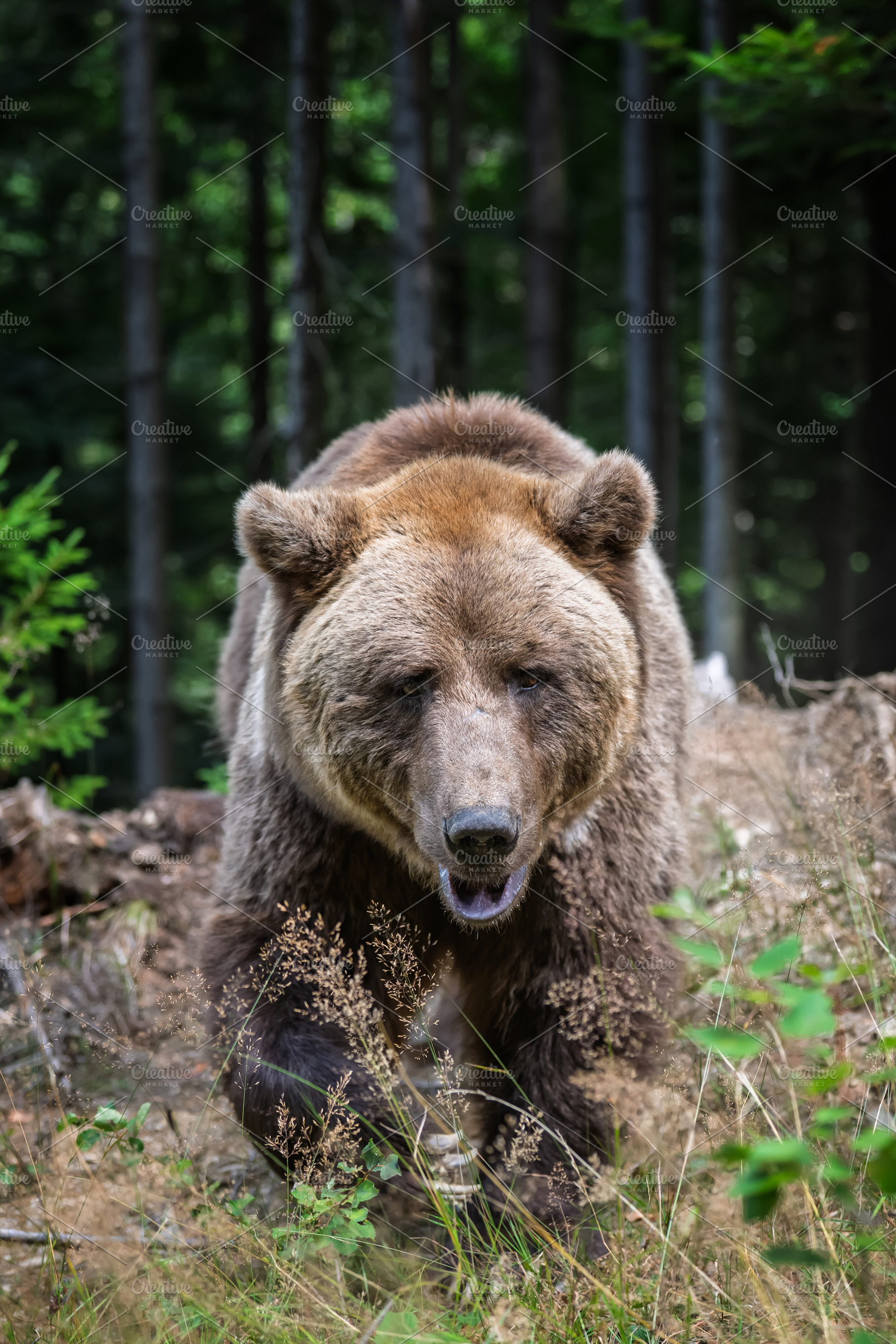 Brown bear foraging in a forested area with green foliage and tr, an Animal Photo by Byrdyak