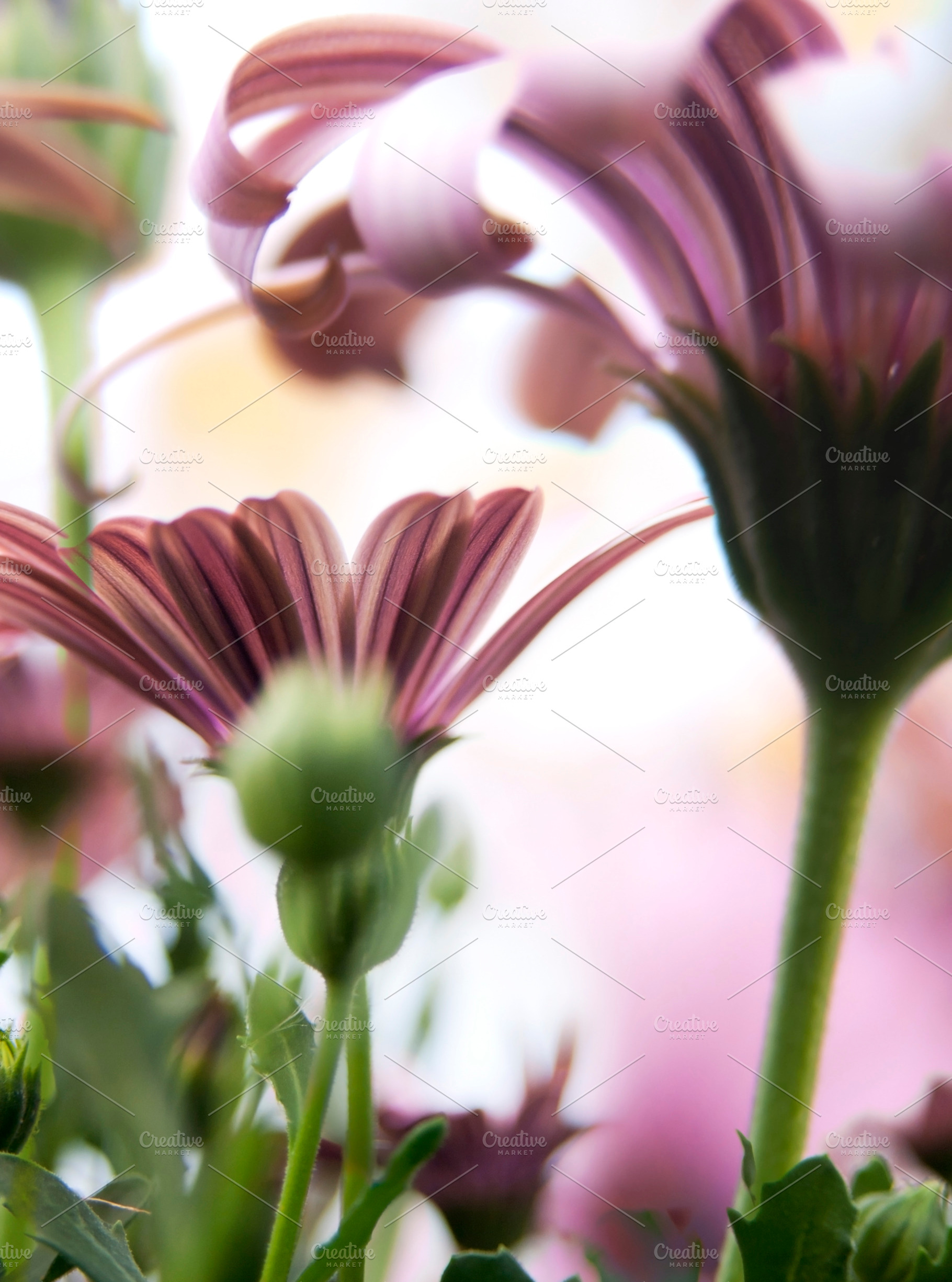 Flower Background, a Nature Photo by THP Creative