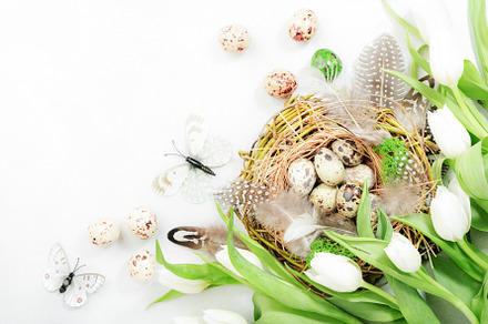 Spring Easter holiday white background with tulips, quail eggs,, a Holiday Photo by 5PH