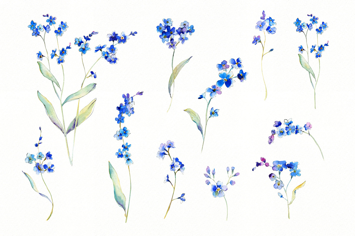 Forget-me-not watercolor, an Illustration by Olga Koelsch (Photo 5 of 7)