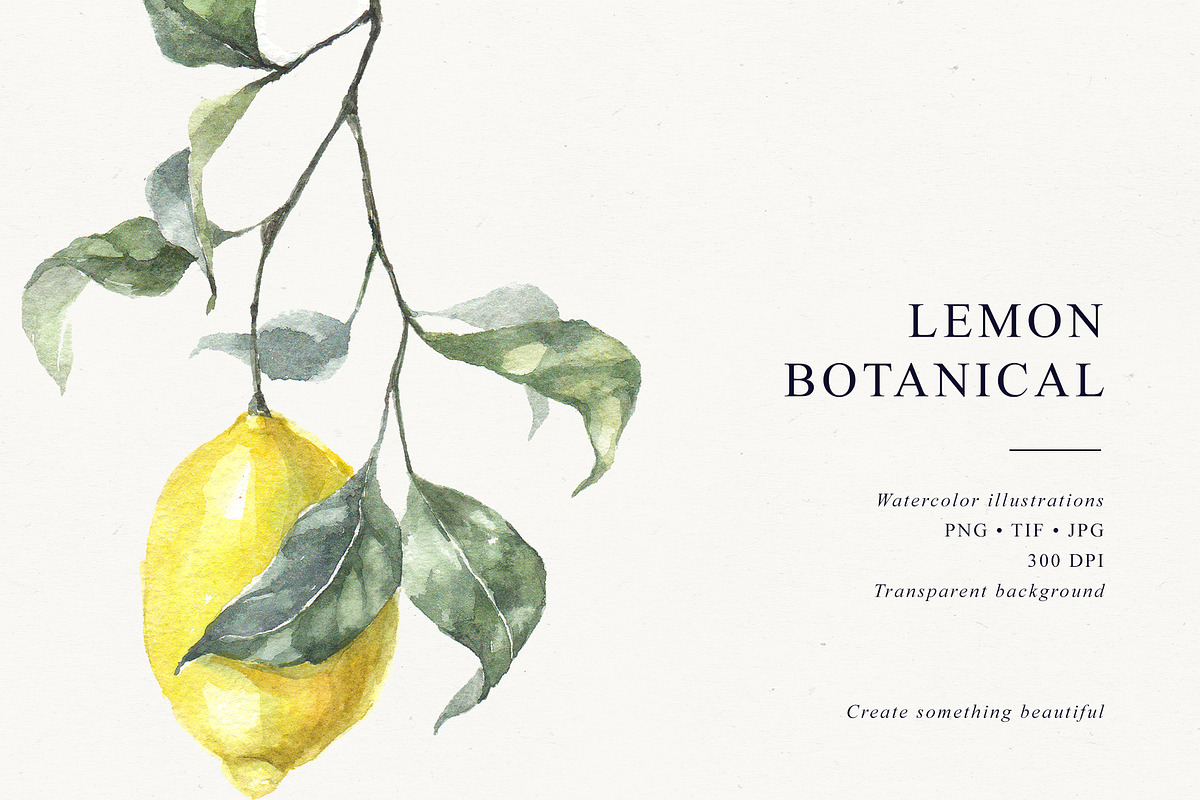 Lemons Botanical Illustrations, a Food Illustration by Tilling (Photo 7 of 7)