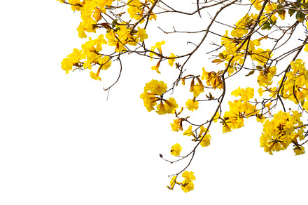 Golden Tree, Yellow Flowers Tree.