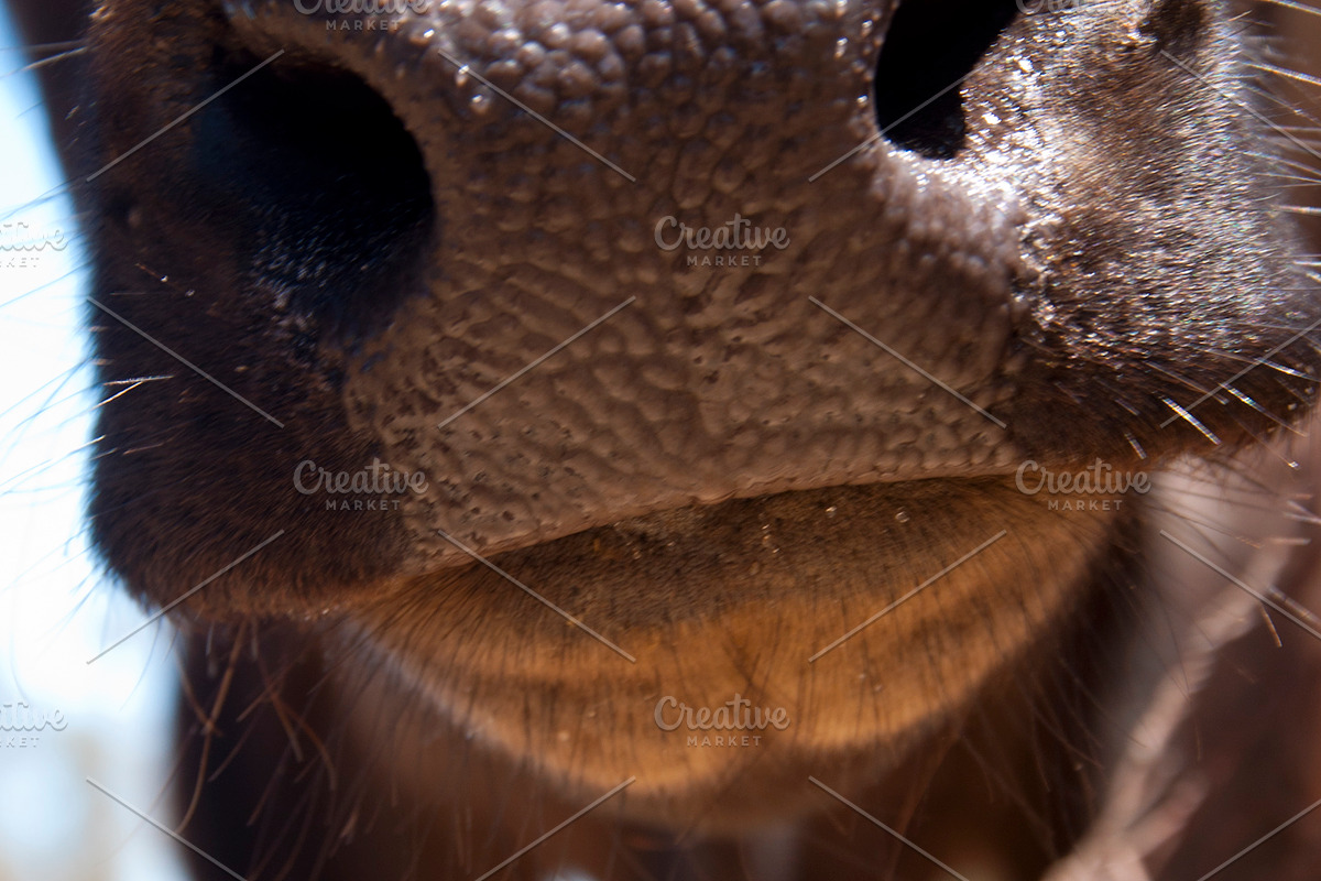 Cow Stock Bundle, an Animal Photo by r.r.palacios (Photo 9 of 14)