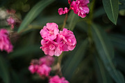 60 Flowers V2, a Background Graphic by Zoomin Istanbul (Thumbnail 3 of 13)