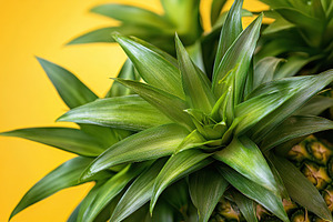 Fresh green pineapple top against a vibrant yellow background showcasing natura, a Nature Photo by AlyaAnd