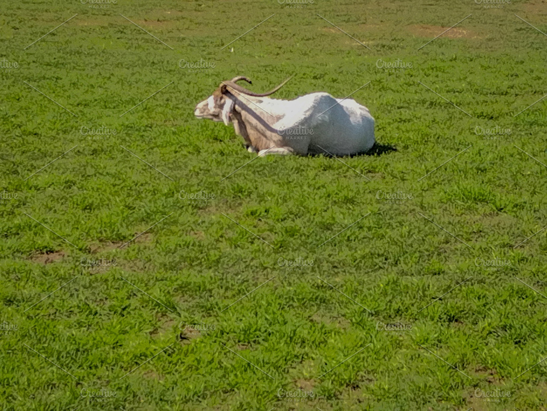 Cow lying on green pasture, an Animal Photo by DanFLCreativo