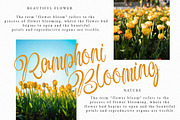 Antonia Morben Font Duo, a Script Font by IM Studio (Thumbnail 2 of 9)
