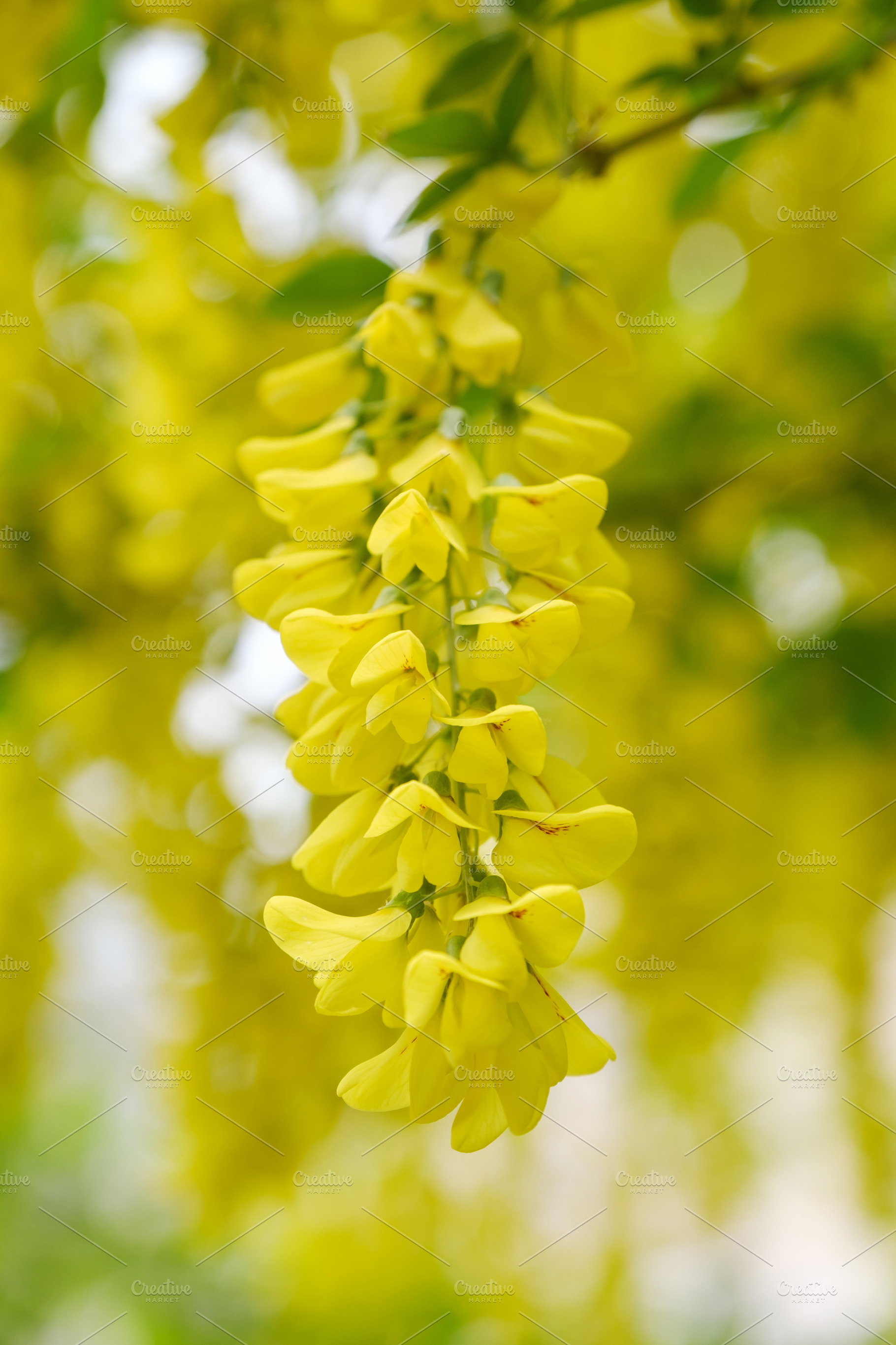 Beautiful yellow laburnum flowers hanging on a branch. Close-up of golden rain, a Nature Photo by Rohan Photography