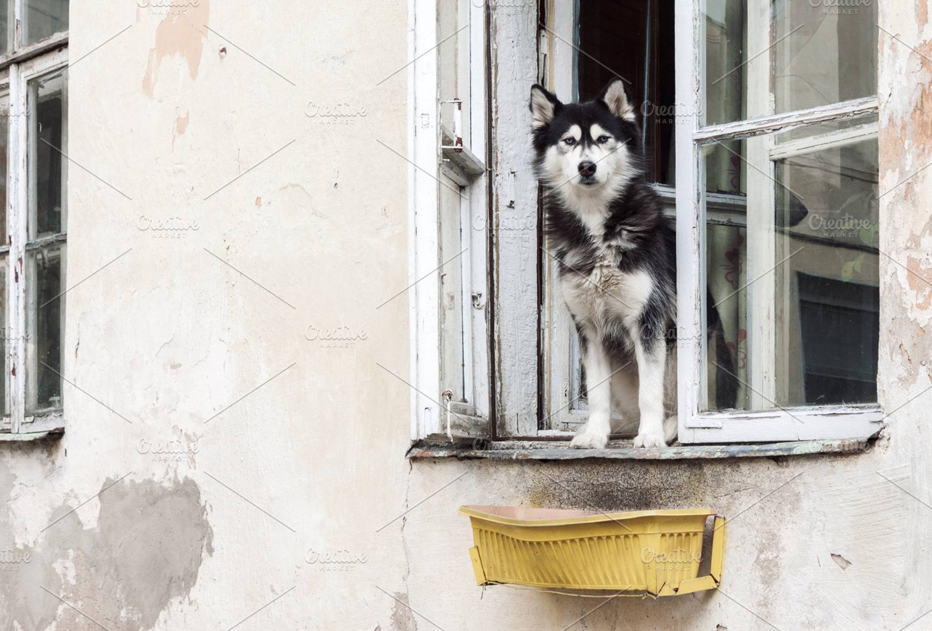 Husky dog and old window, an Animal Photo by BOOCYS