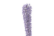 Wisteria, an Environmental 3D Model by AndrewWhite (Thumbnail 5 of 10)
