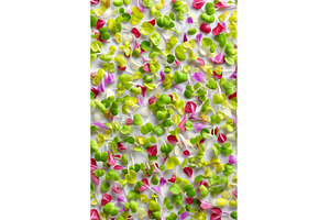Fresh organic microgreens, including, a Food & Drink Photo by ZinetroN