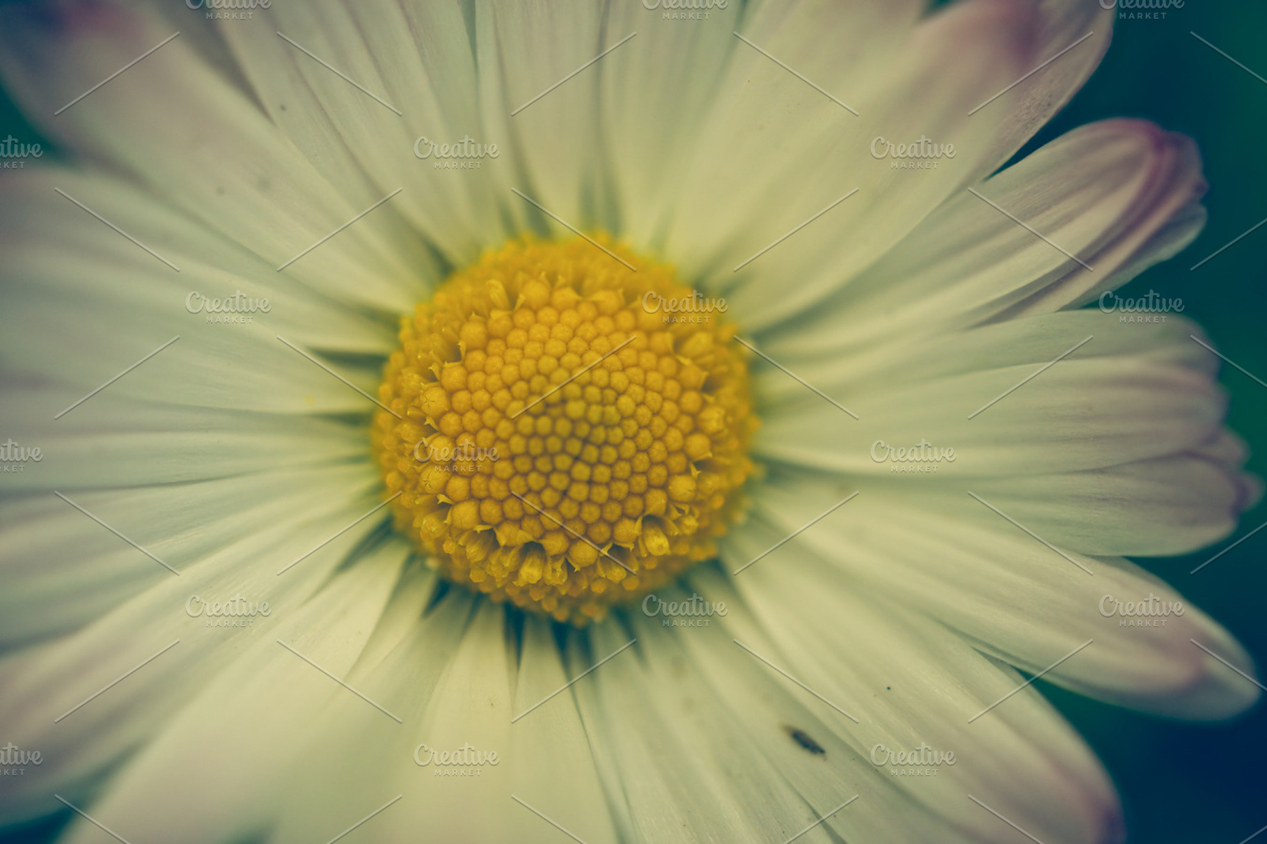 Daisy Macro
