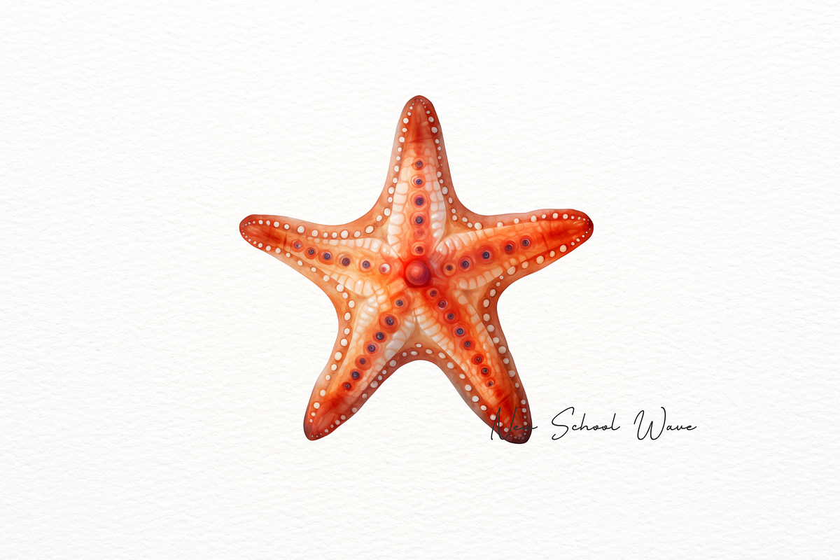 Realistic Starfish and Shell Clipart, an Animal Illustration by New-School-Wave (Photo 3 of 5)