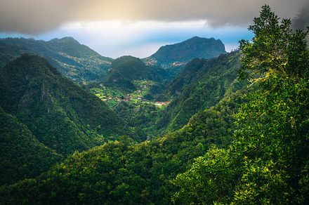 Beautiful green forest view, Madeira