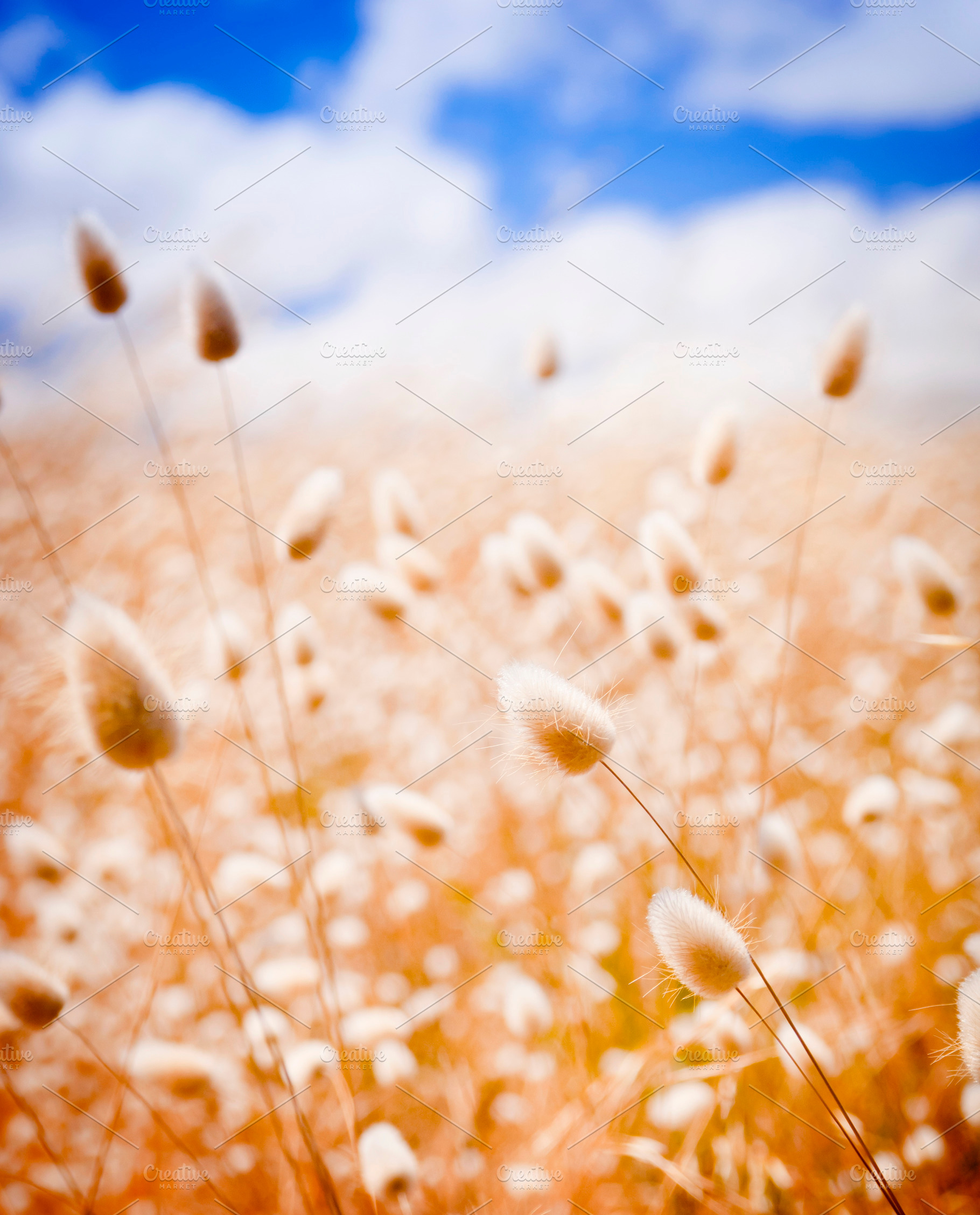 Golden Field, a Background Photo by THP Creative