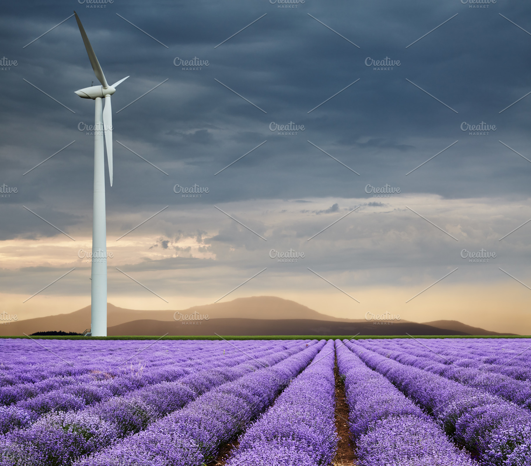 Blooming lavender field and wind tur, a Nature Photo by Shop Name