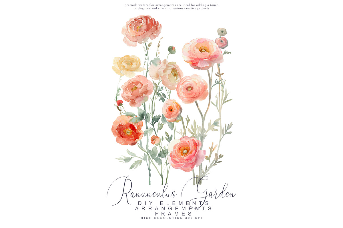 Watercolor Ranunculus Clipart Set, a Decorative Illustration by Patishop Art (Photo 2 of 10)