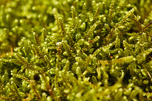 Macro background of lush green forest moss in bright sunlight. Vibrant green mo, a Nature Photo by Rohan Photography