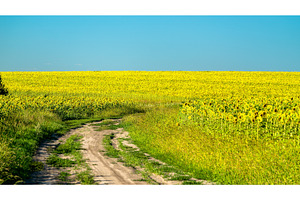 Dirt road in a sunflower field in containing sunflower, chernozem, and road, a Nature Photo by Leonid Andronov