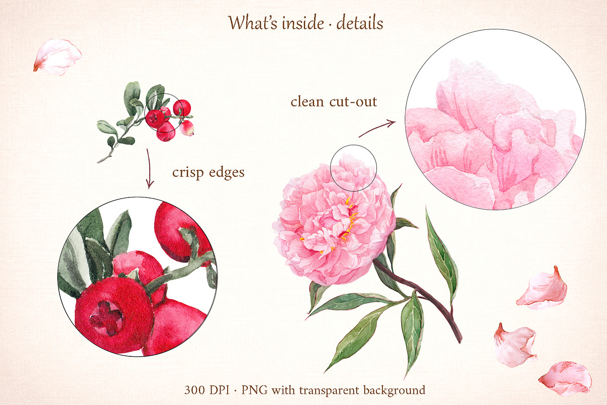 Blush Garden Peony Watercolor Set, a Seasonal Illustration by Where summer is (Photo 3 of 12)