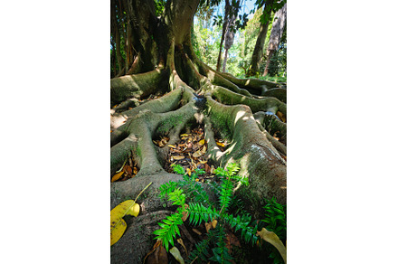 Ficus macrophylla trunk and roots, a Nature Photo by f9photos