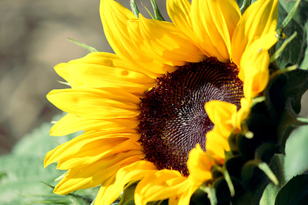Bright sunflower stock photo containing sunflower and flower