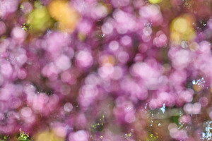 Abstract blurred background with bokeh, pink flowers, yellow hig, a Background Photo by ndanko